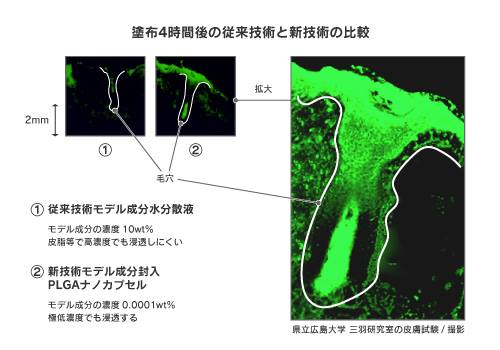 PLGAナノカプセルの高い浸透力と持続力が美肌の形成にはたらく