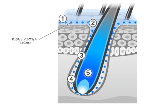 PLGAナノカプセルはどのように毛根に浸透していくのか