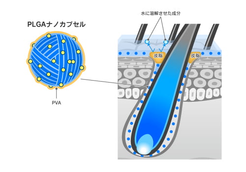 PLGAナノカプセルは皮膚に馴染みやすい性質のため、毛穴への浸透力が高い